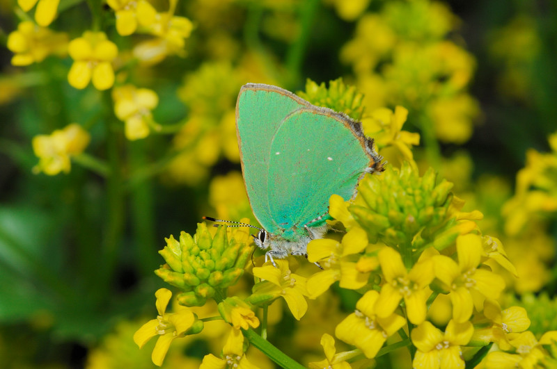 Callophrys rubi